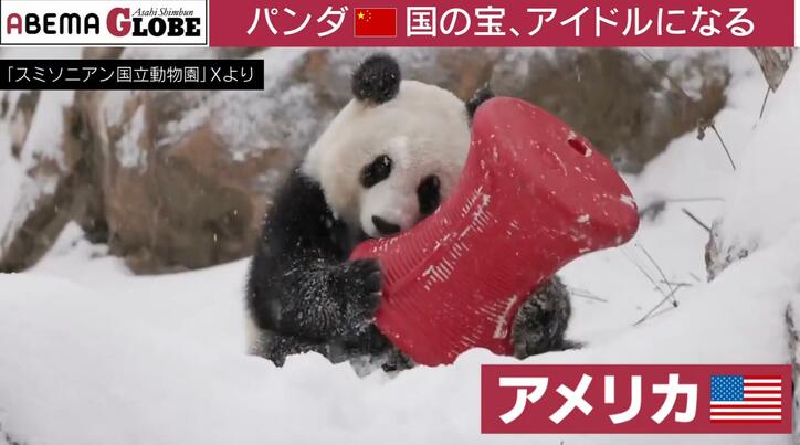 【写真・画像】中国で空前のパンダブーム？“パンダ外交”の意外な歴史とは？記者が解説「年間のレンタル料は約1億5000万円」　3枚目