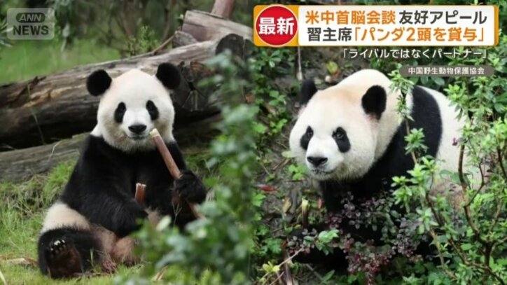 「友好の使者」ジャイアントパンダ
