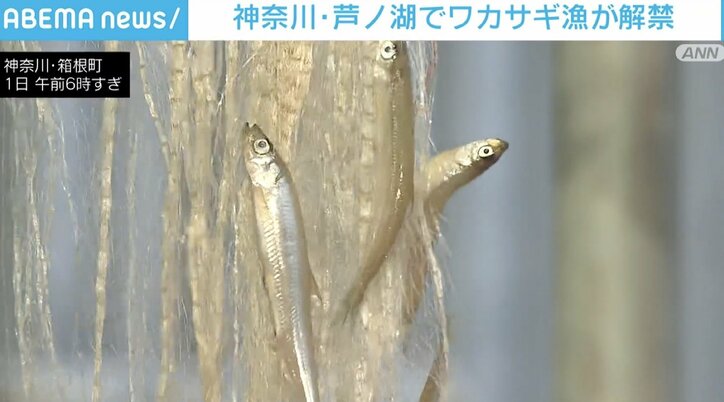 神奈川・芦ノ湖のワカサギ漁がきょう解禁