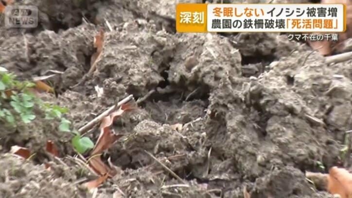 イノシシの足跡