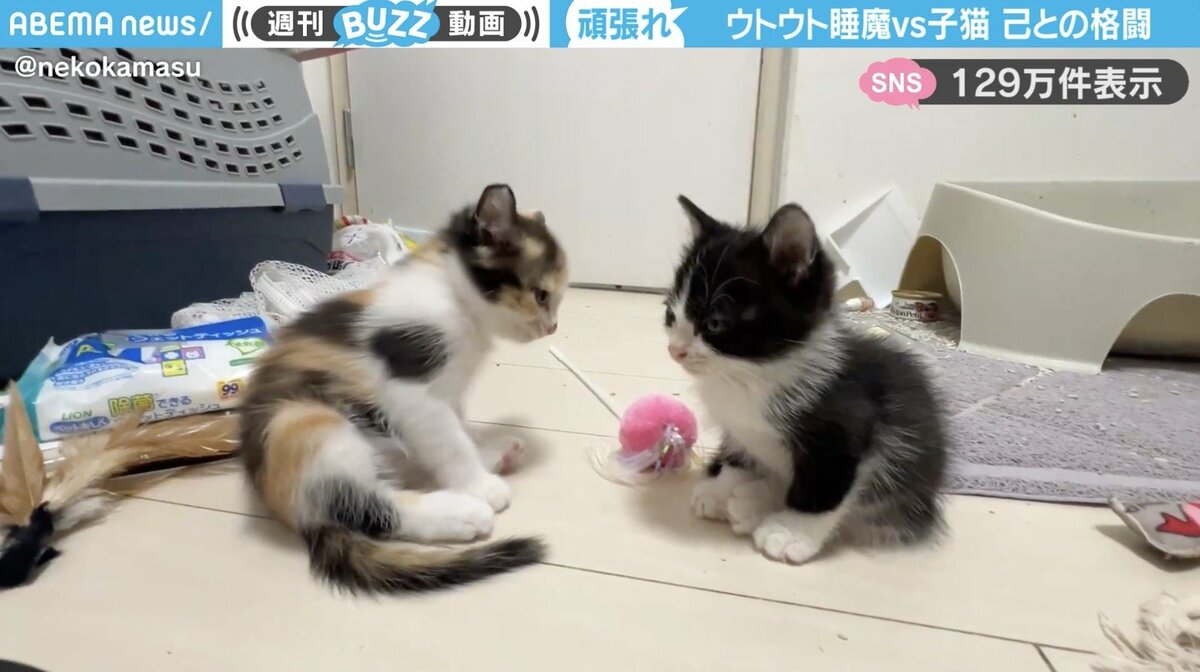 座ったまま睡魔と格闘！生後7週間の子猫の様子に「これは一方的な攻撃