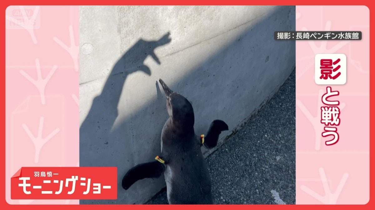 攻撃を華麗にスルーしてくちばしで応戦! 機敏なペンギンさん 対戦相手 攻撃を華麗にスルーしてくちばしで応戦! 機敏なペンギンさん 対戦相手