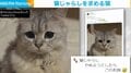 「もっと遊んでにゃ！」“しょんぼり”とした表情でおねだりするネコが話題