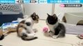座ったまま睡魔と格闘！生後7週間の子猫の様子に「これは一方的な攻撃…」「スタンディングダウンはとりません！」と反響