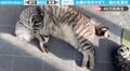飼い主が帰宅すると…“こてん”と倒れる猫 独特な出迎え方に「演技派!」「主演ニャン優賞」絶賛の声
