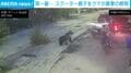 親子が乗るスクーターを“チベットヒグマ”が猛追する恐怖の瞬間…街を我が物顔で徘徊 背景に観光客の無責任行動!? 中国