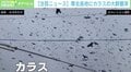 「においがすごくて…」東北各地にカラスの大群襲来 大量のフン被害も