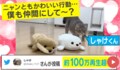 飼い主がぬいぐるみを並べると…猫の同化する姿に「意識しているのがイイ」「シンクロするやつ」と反響