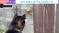 カニVS柴犬の“仁義ある戦い”!? “まさかの珍客”に遭遇した柴犬…超至近距離で“ご挨拶”を試みる姿に「鼻はさまれるよ」ネット民ハラハラ
