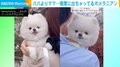 態度に出てる… 飼い主への愛が“隠しきれていない”ポメラニアンに「ママが大好きなんだねー」と反響