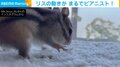 天才ピアニスト現る!? エサを隠すリスの“激しい動き”に「何度もチャレンジする姿可愛いなぁ」「癒しと元気をありがとー」と反響続々