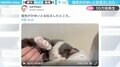 飼い主の願いを叶えてくれる猫が優しすぎると話題「可愛いくて何回も見てしまう」「私もお願いします」の声