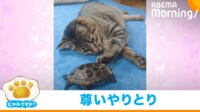 【映像】ミニカーを交互に押し合う猫とカメ