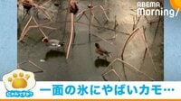 えさを求めて出発も… 池が凍って“慎重に歩く”カモ