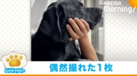 【映像】ラブラドールレトリバーの“違和感なさすぎる一枚”