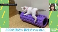 再生数300万超え! 体幹鍛えてる…? 筋膜ローラーの上でプルプルする子猫が可愛い 【ABEMA TIMES】