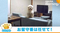 カメラを見つめる“堂々”とした姿 留守番中の犬が「貫禄ある」