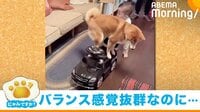 【映像】バランスをとる柴犬