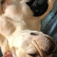 草なぎ剛、愛犬・クルミちゃんの授乳シーン公開 「めちゃくちゃ可愛い」「ほっこりします」の声