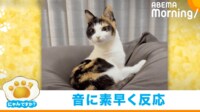 【映像】爆睡中の猫 飛び起きて“素早く”反応する瞬間