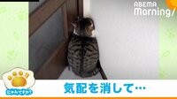 部屋の隅で固まる猫 飼い主の心を奪う“珍行動”が話題