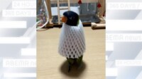 【映像】フルーツキャップ着用のインコが脱ぎ捨てるまでの手順