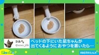 【映像】前足でそろり…猫用おやつをかけた“可愛らしい攻防”に反響続々「そうきたか」