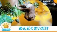 【映像】“警戒心ゼロ”で寝るナマケモノ（全身カット）