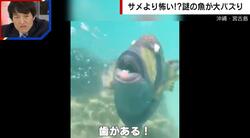 サメより怖い…!? 水中で大暴れする“謎の魚” 襲われた女性「骨を痛めていたかもしれないほどの衝撃」