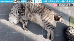 飼い主が帰宅すると…“こてん”と倒れる猫 独特な出迎え方に「演技派！」「主演ニャン優賞」絶賛の声