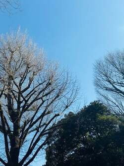 だいたひかる、乳がん治療が2029年まで続くことを明かす「寛解…言われたい言葉No.1です」