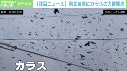 「においがすごくて…」東北各地にカラスの大群襲来 大量のフン被害も