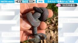 「生き物の神秘…」ラオスで発見した“漆黒のヘビ”に「めちゃかっこいい」「ブラックオパールのような美しさ」と反響