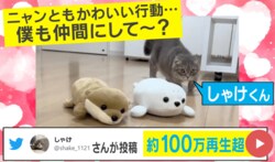 飼い主がぬいぐるみを並べると…猫の同化する姿に「意識しているのがイイ」「シンクロするやつ」と反響