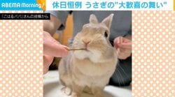 「おやつだーっ！」歓喜の舞を踊るウサギ 喜び爆発の“大ジャンプ”に悶絶の声「興奮したぴょんぴょん跳ねと尻尾の振りがかわいすぎ」