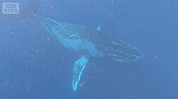 沖縄のホエールウォッチングに客殺到　海上のオーバーツーリズム　ストレスか行動異変
