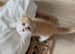 「ここにいるにゃ〜！」自分の名前を叫ぶ子猫に驚き「喋ったよ！」真飛聖も大興奮