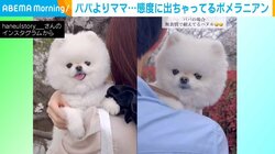 態度に出てる… 飼い主への愛が“隠しきれていない”ポメラニアンに「ママが大好きなんだねー」と反響