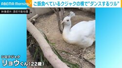 食事中のクジャクは迷惑そう？隣で“ノリノリダンス”を披露するツルに注目