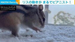 天才ピアニスト現る!? エサを隠すリスの“激しい動き”に「何度もチャレンジする姿可愛いなぁ」「癒しと元気をありがとー」と反響続々