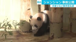 上野動物園「シャンシャン」が一般公開へ　観覧応募殺到、パンダが愛される心理とは