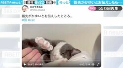 飼い主の願いを叶えてくれる猫が優しすぎると話題「可愛いくて何回も見てしまう」「私もお願いします」の声