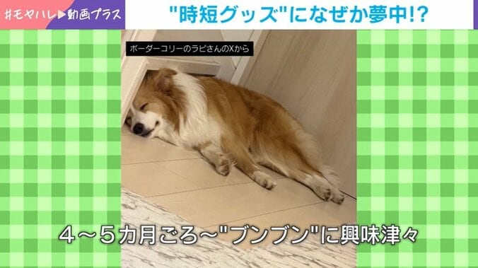 ボーダーコリーのラピちゃん