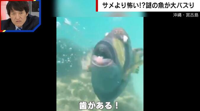 【写真・画像】サメより怖い…!? 水中で大暴れする“謎の魚” 襲われた女性「骨を痛めていたかもしれないほどの衝撃」　1枚目