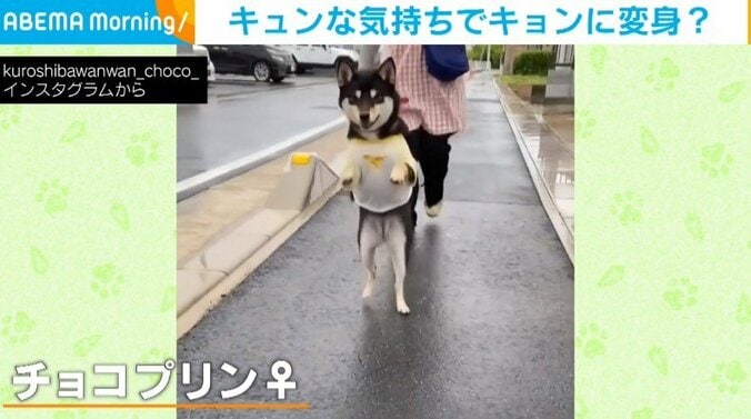 “お気に入り”を見つけると「キョンシー」になってしまう柴犬に反響 1枚目