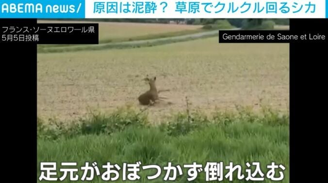 シカ