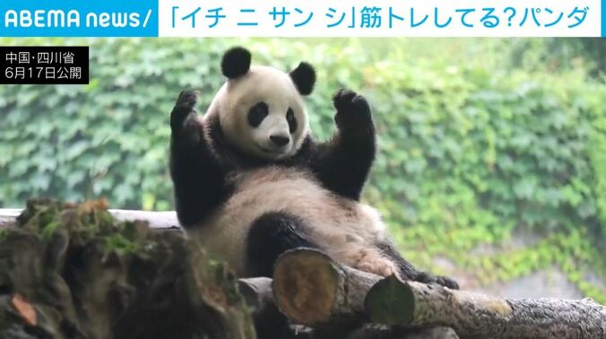パンダ
