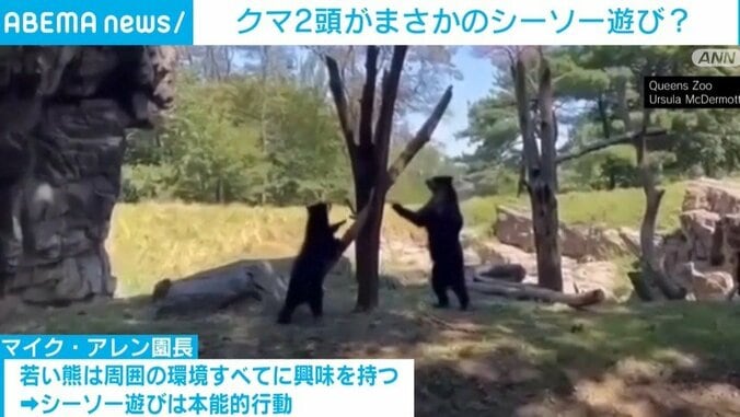 周囲に興味津々の若いクマ