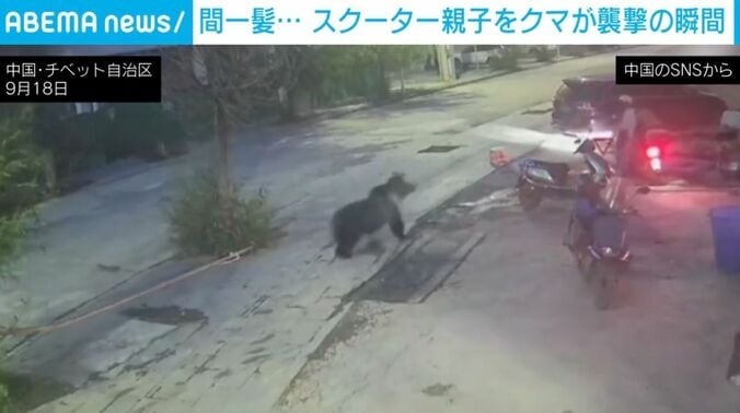 チベットヒグマ