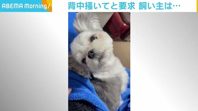 手を止めると「かいてよ」と要求 懐かなかった愛犬に“担当”と認められ飼い主は安堵 1枚目